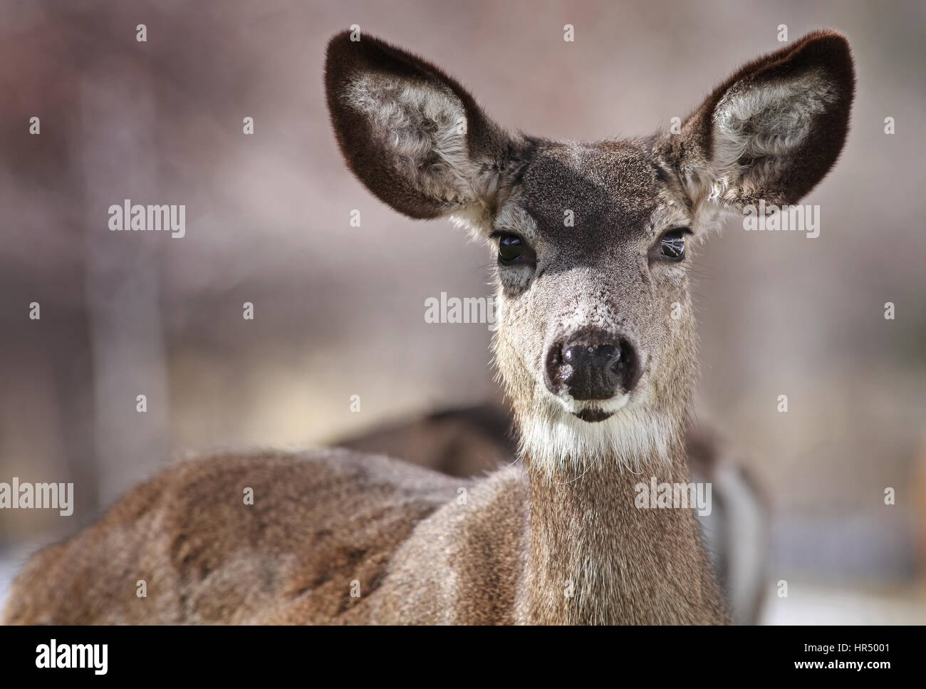 Maultier-Rotwild hautnah Stockfoto