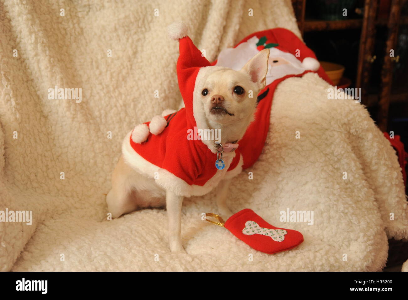Chihuahua Hund in Santa Outfit Stockfoto