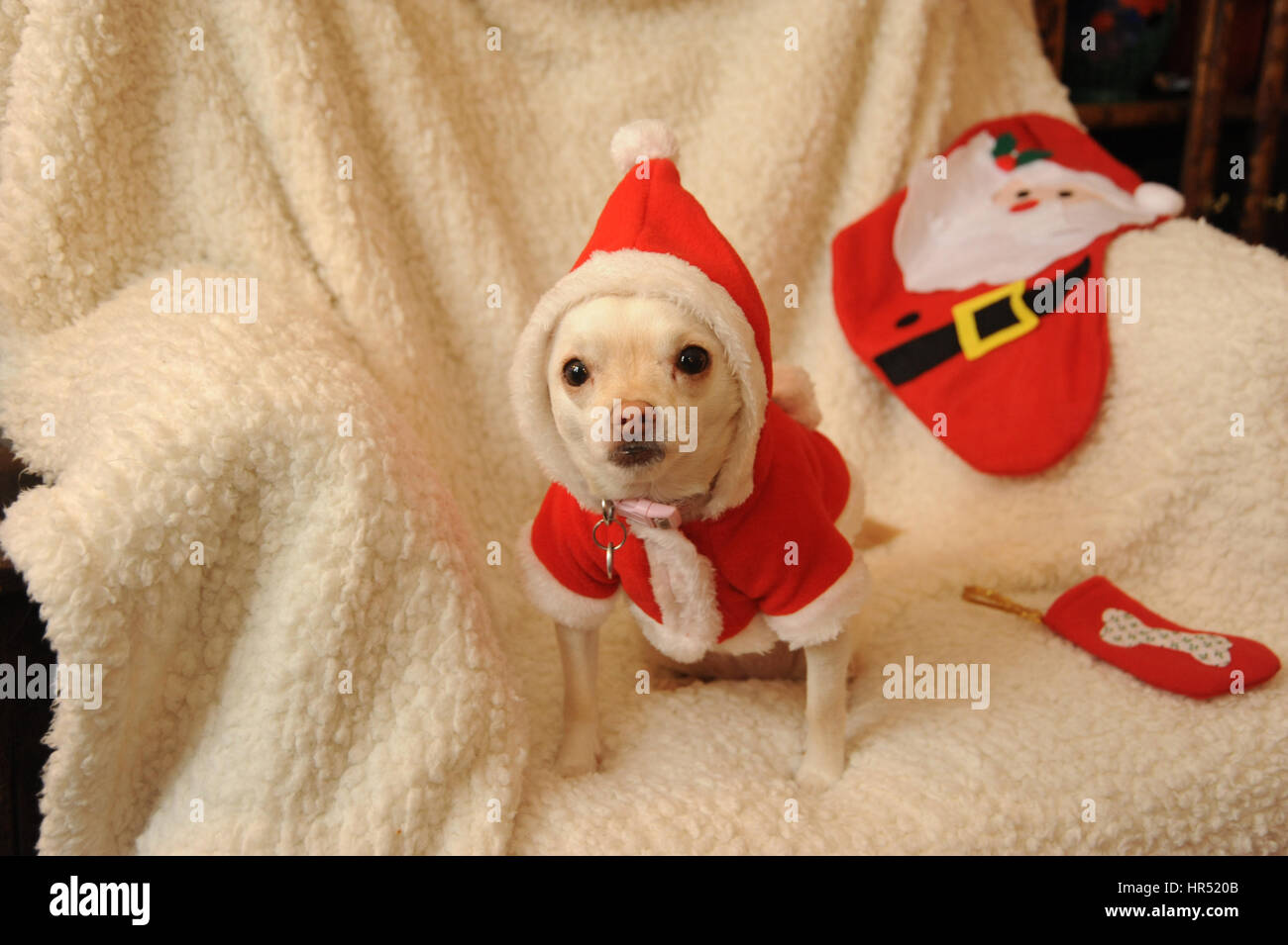 Chihuahua Hund in Santa Outfit Stockfoto