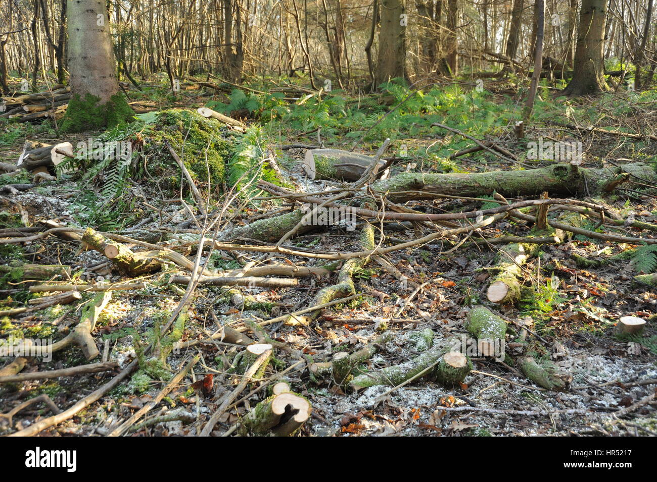 Rundschnitt woodland Stockfoto