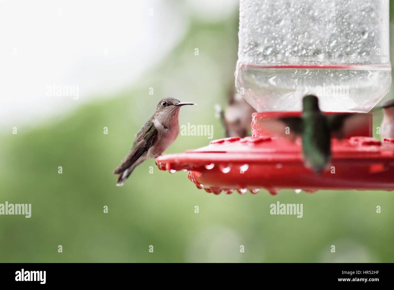 Eine schöne weibliche Ruby Throated Kolibri (Archilochos Colubris) thront auf einem Feeder mit anderen Kolibris thront nach einem Regen Sturm um sie herum. Stockfoto