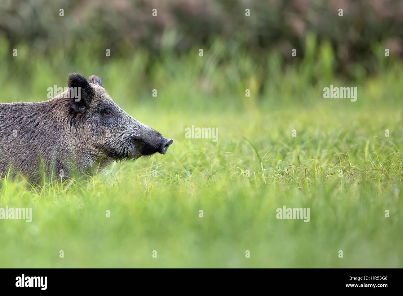 Wildschwein auf einer Lichtung in der Wildnis Stockfoto