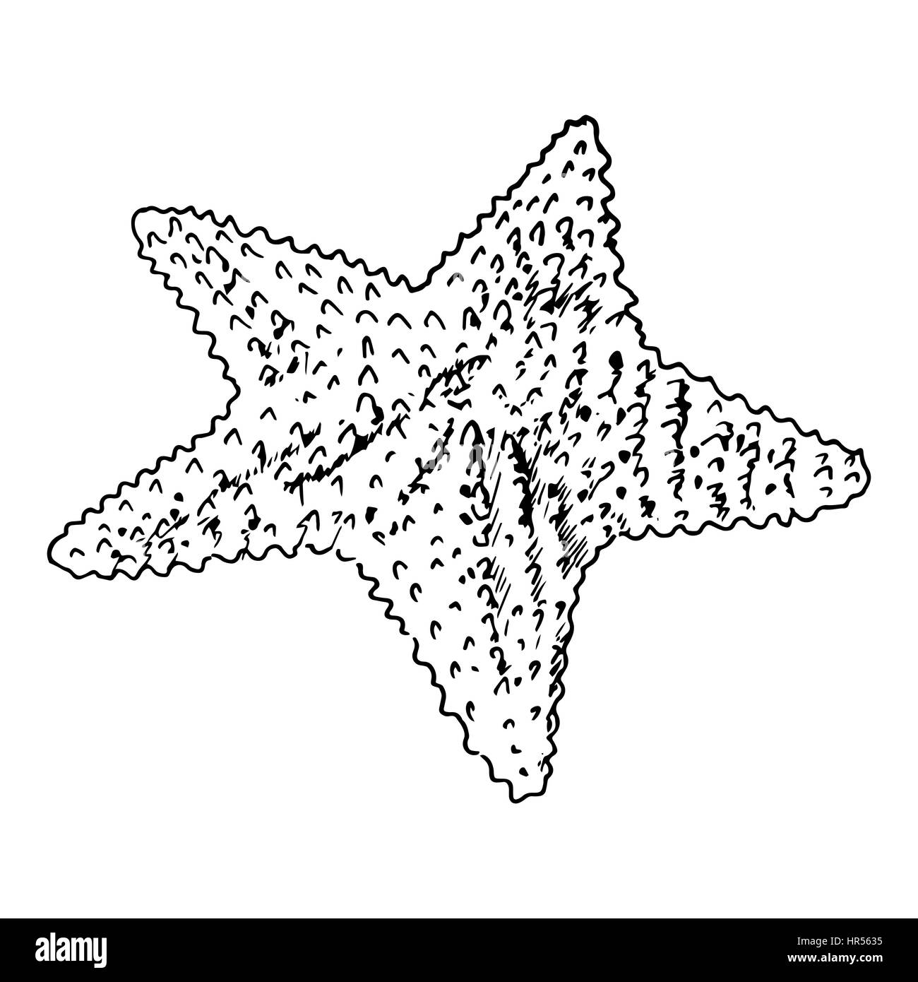 Seestern realistische Skizze. Sea Star, isoliert auf weiss. Vektor-Illustration. Realistische Hand gezeichneten Umriss. für Karten, Einladungen, Verpackung, Textil, Stock Vektor