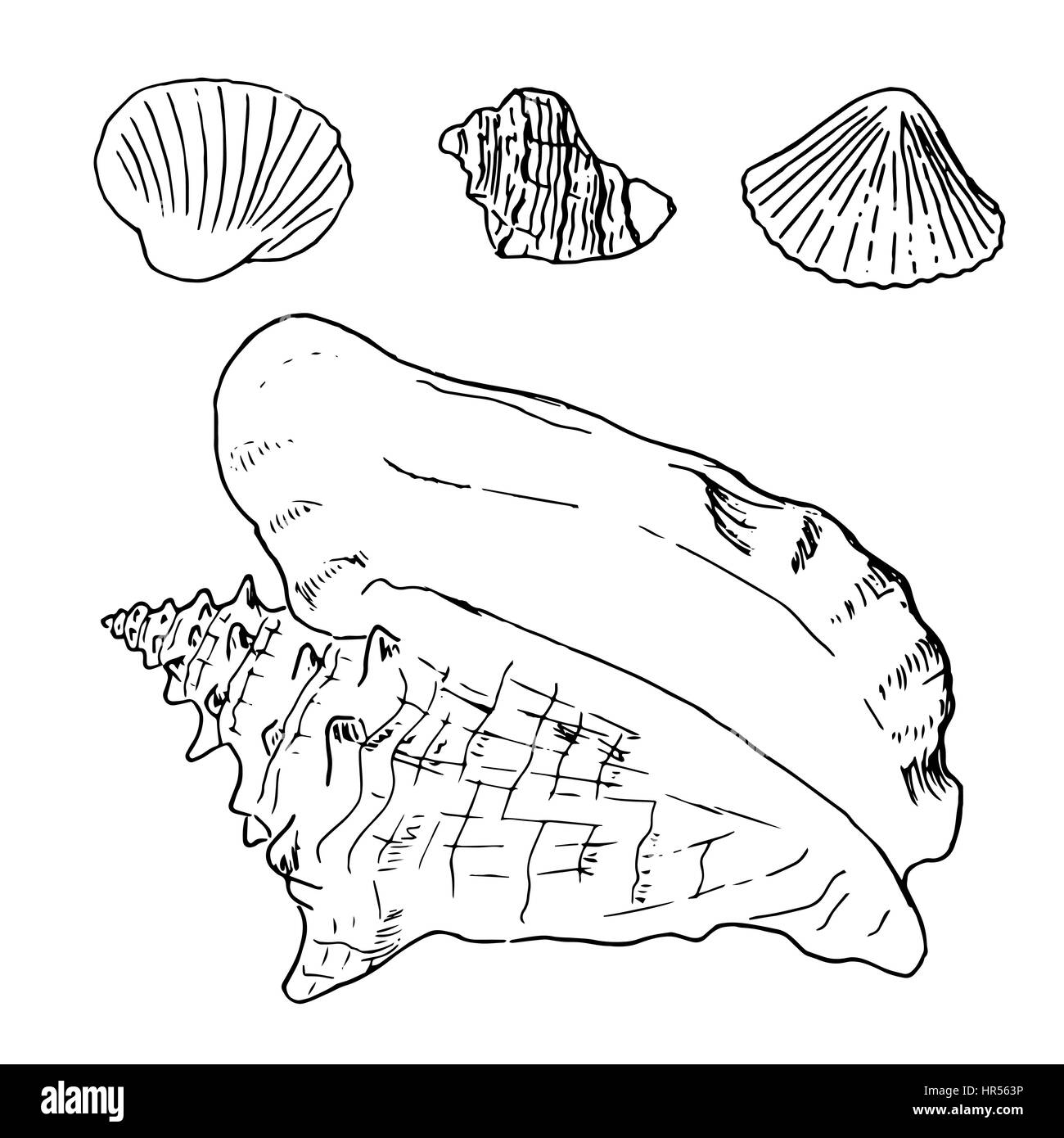 Satz von verschiedenen schönen Meer Muschelschalen, Skizze Abbildung. isoliert. Realistische handgezeichnete Skizzen von Muscheln. Ozean-Fauna. aquatische. Rapana, Stock Vektor