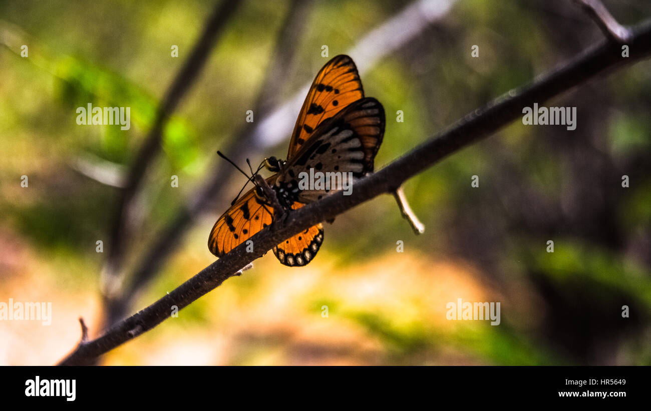 zwei Schmetterlinge mit Hintergrundbeleuchtung Fotografie Stockfoto