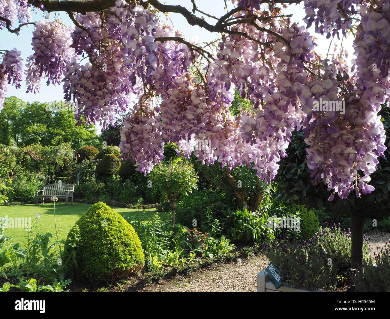 Wisteria Sinensis im Chenies Manor Garden, Buckinghamshire. Blass violett und lila Blumen, aus dem Garten Zimmer drapieren. Querformat. Stockfoto