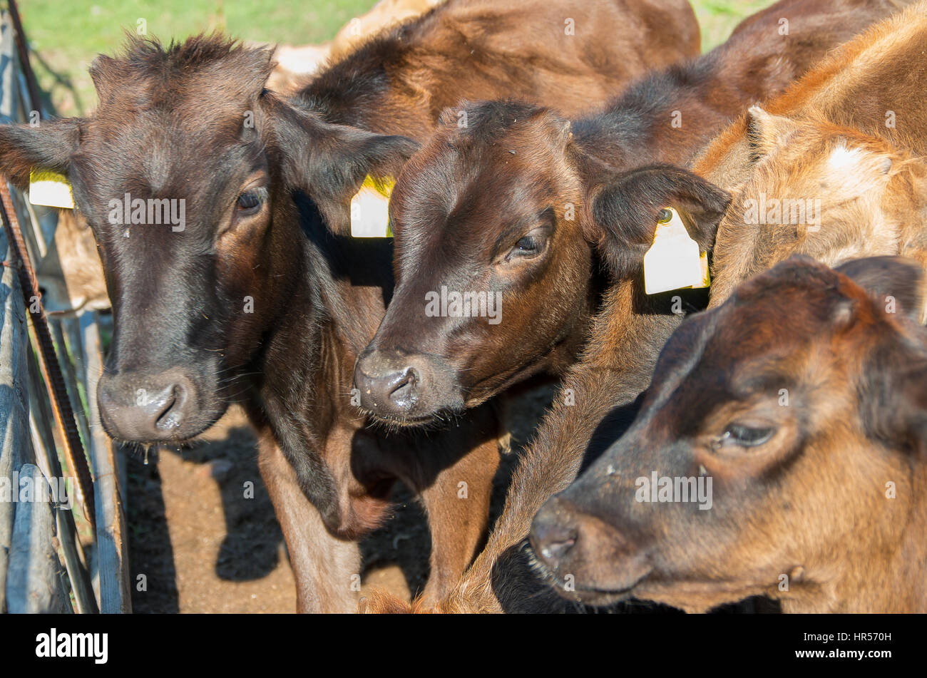 Kälber. Baby Kuh Kalb Stand am Stand am Bauernhof Landschaft. Stockfoto