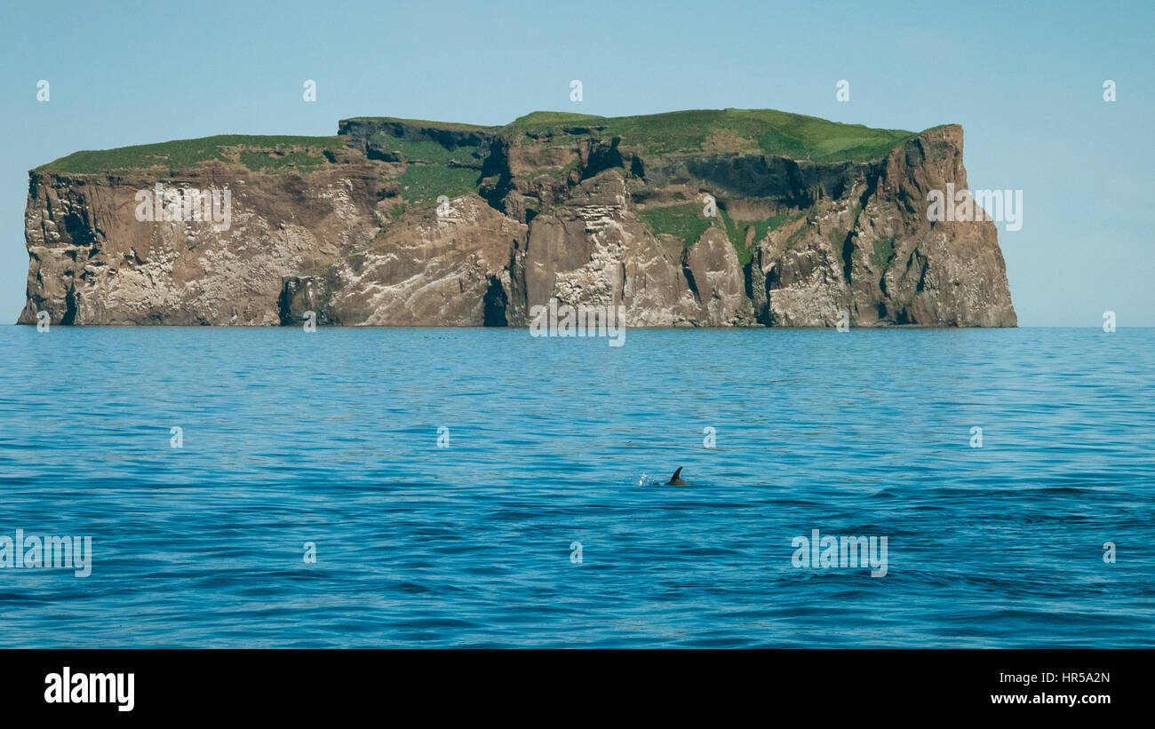 Imposante Klippen der Insel mit den Delphinen im Vordergrund (Drangey, Island) Stockfoto