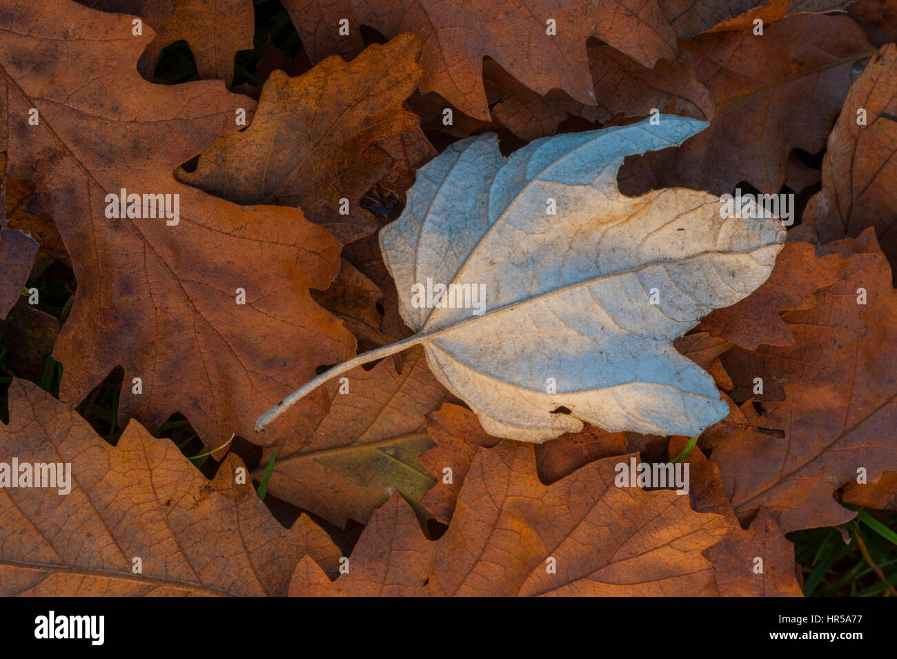 Helle Blätter sitzen auf einem Bett aus braunen Eichenlaub. Stockfoto