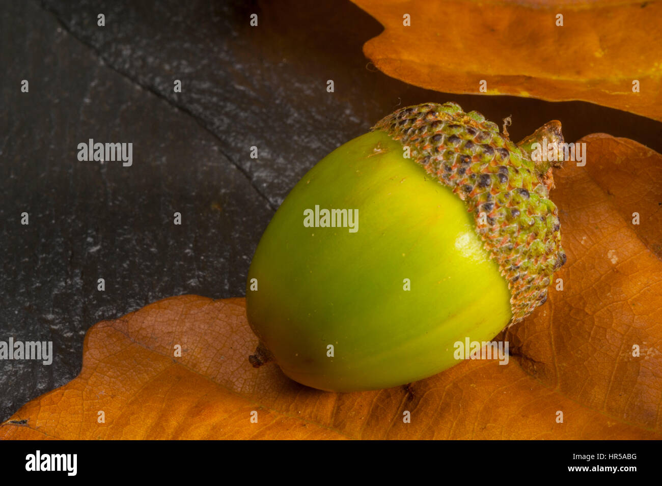 Grüne acorn im Studio mit Blättern als Hintergrund. Stockfoto