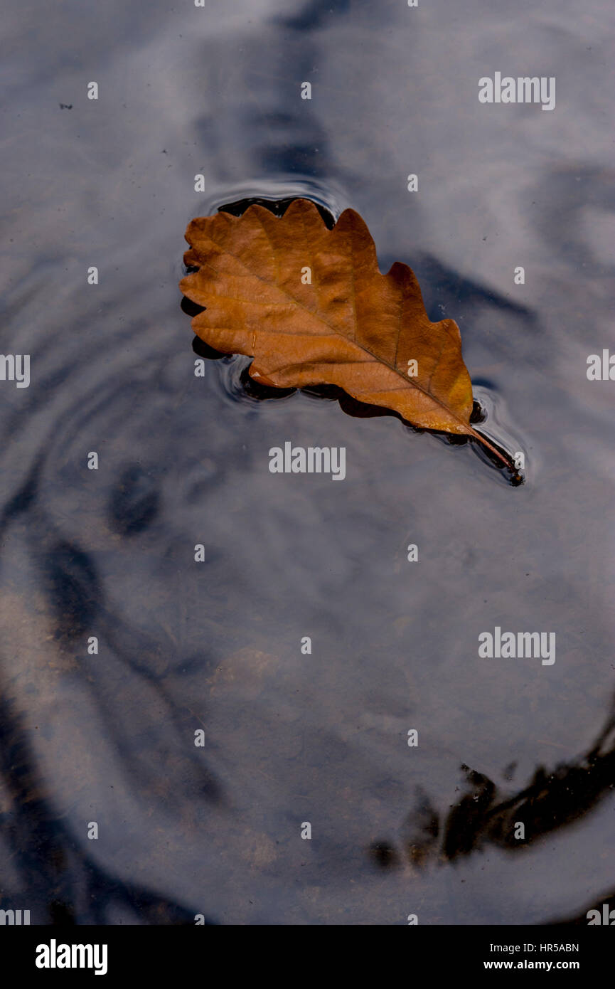 Eichenblatt auf einem Teich schwimmen Stockfoto