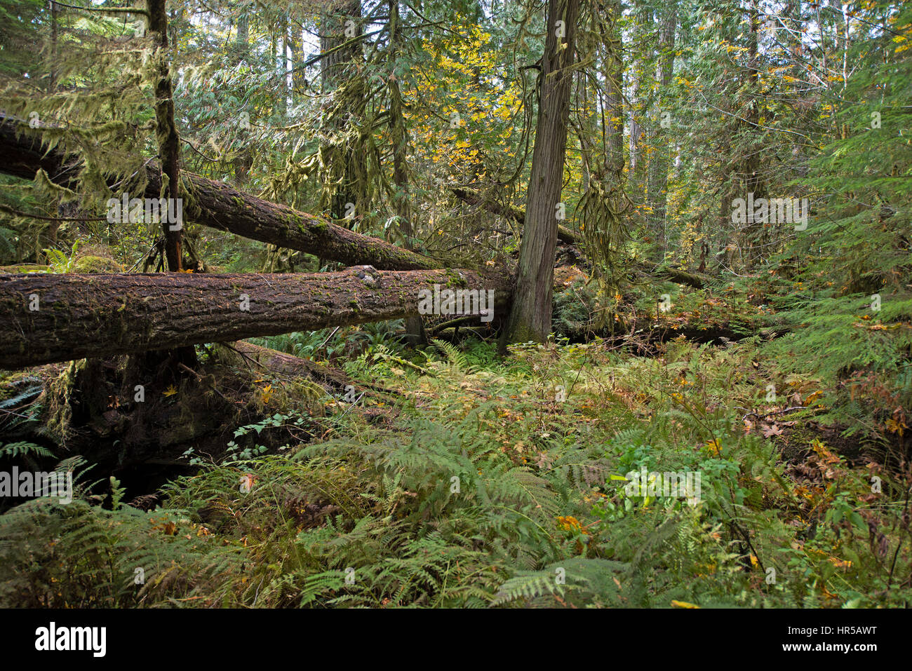 Im Herzen von Cathedral Grove Provincial Forest Park, Port Alberni - Parksville Highway, Vancouver Island. BC. Kanada. Stockfoto