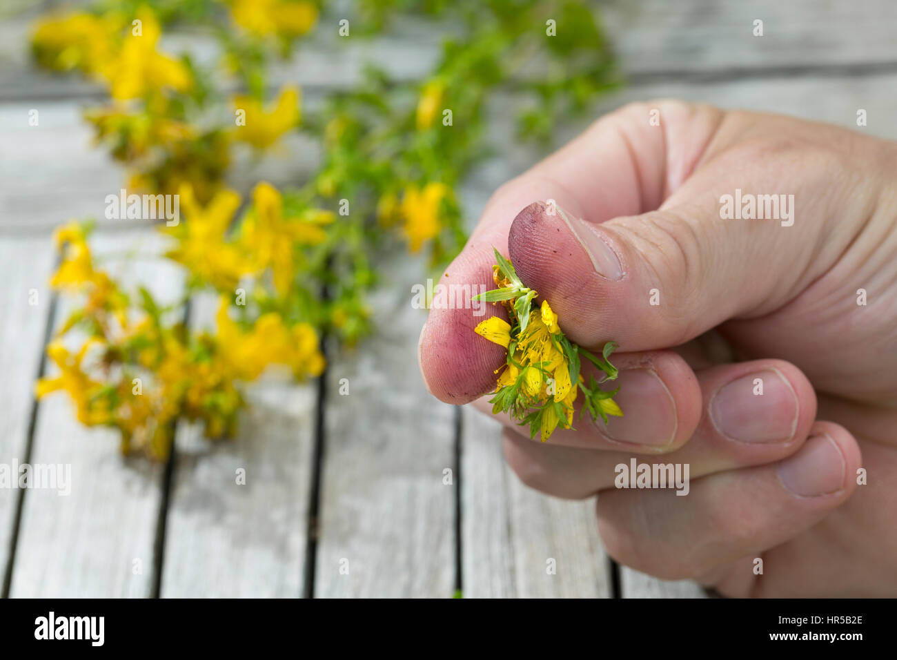 Tüpfel-Johanniskraut, Echtes Johanniskraut, Blüte Wird Zwischen Fingern Zerrieben Und Färbt rot, Roter Farbstoff, Hypericin, "Johannisblut", Durchlöch Stockfoto