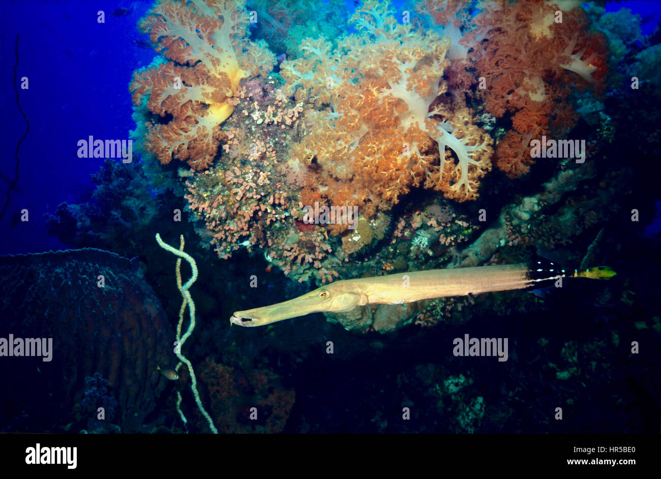 Trumpetfish (Aulostomus Maculatus) unter einer Koralle Aufschluss. Mitglieder dieser Spezies werden als lauern und Longe Jäger genau beschrieben. Tobago Gewässer. Stockfoto