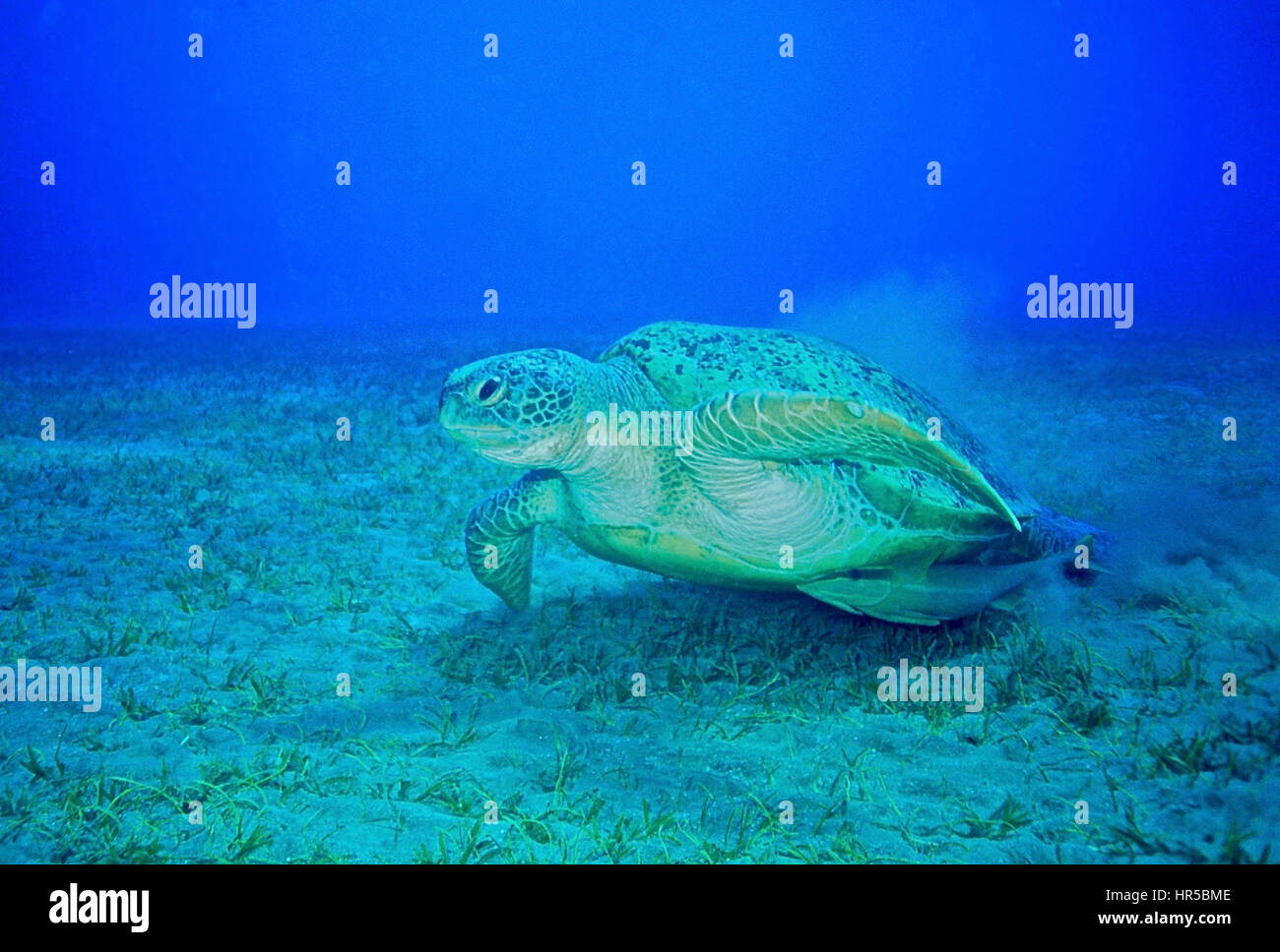 Eine grüne Meeresschildkröte (Chelonia Mydas) ausziehen aus Seegras, mit einem Suckerfish (Remora Remora) an seinem Bauch befestigt. IUCN Rote Liste gefährdet. Im Roten Meer. Stockfoto