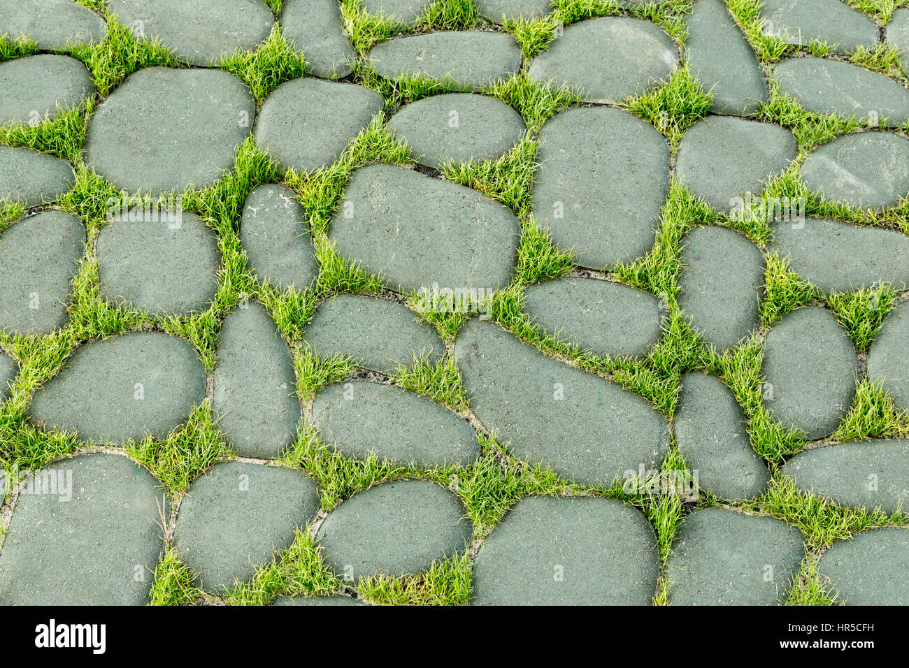 Meer Steinpflaster mit grünen Rasen closeup Stockfoto