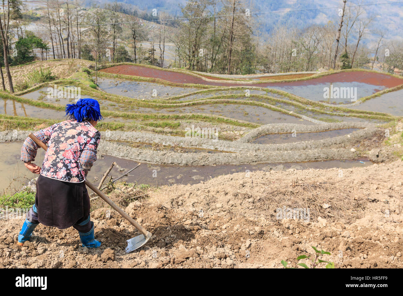 YuanYang, China - 21. Februar 2017: Hani Bauern arbeiten auf einer Reis-Terrasse in YuanYang, Yunnan, China. Hani sind eine der 56 Minderheiten in China und Stockfoto