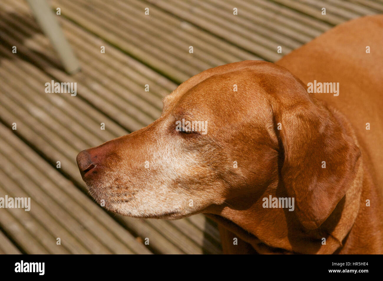 Alten Weimaraner Hund Stockfoto