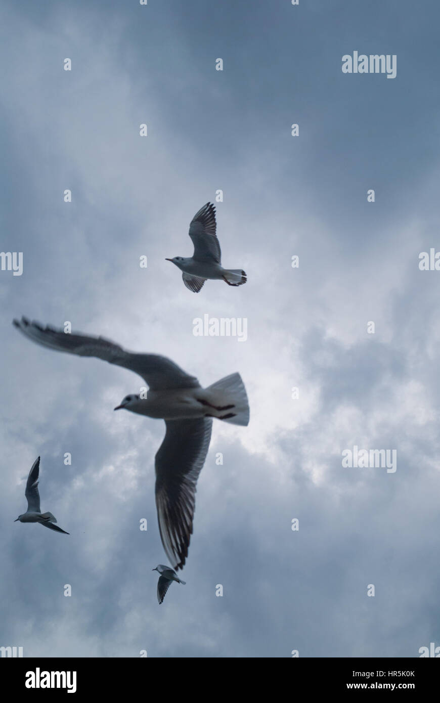 Möwen fliegen über dem Meer in grauen bewölktem Wetter. Kapali Havada Deniz Uzerinde Ucan martila Stockfoto