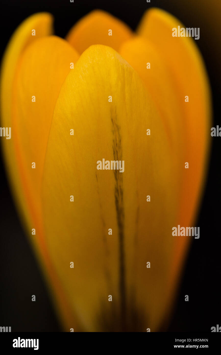 Gelber Krokus auf schwarzem Hintergrund Stockfoto