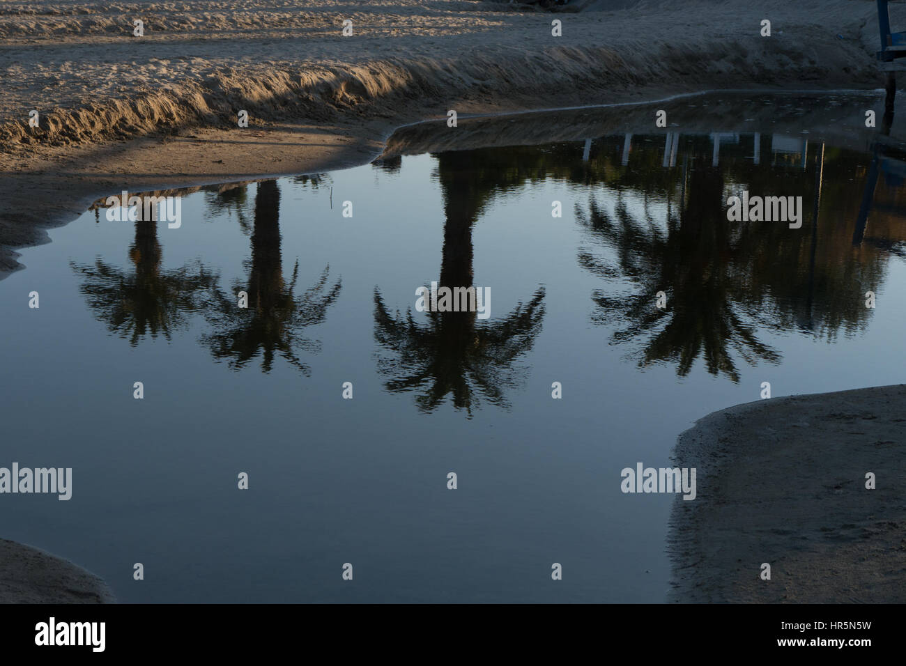 Rilfessi di Alberi di Palme nell'acqua al Tramonto Stockfoto