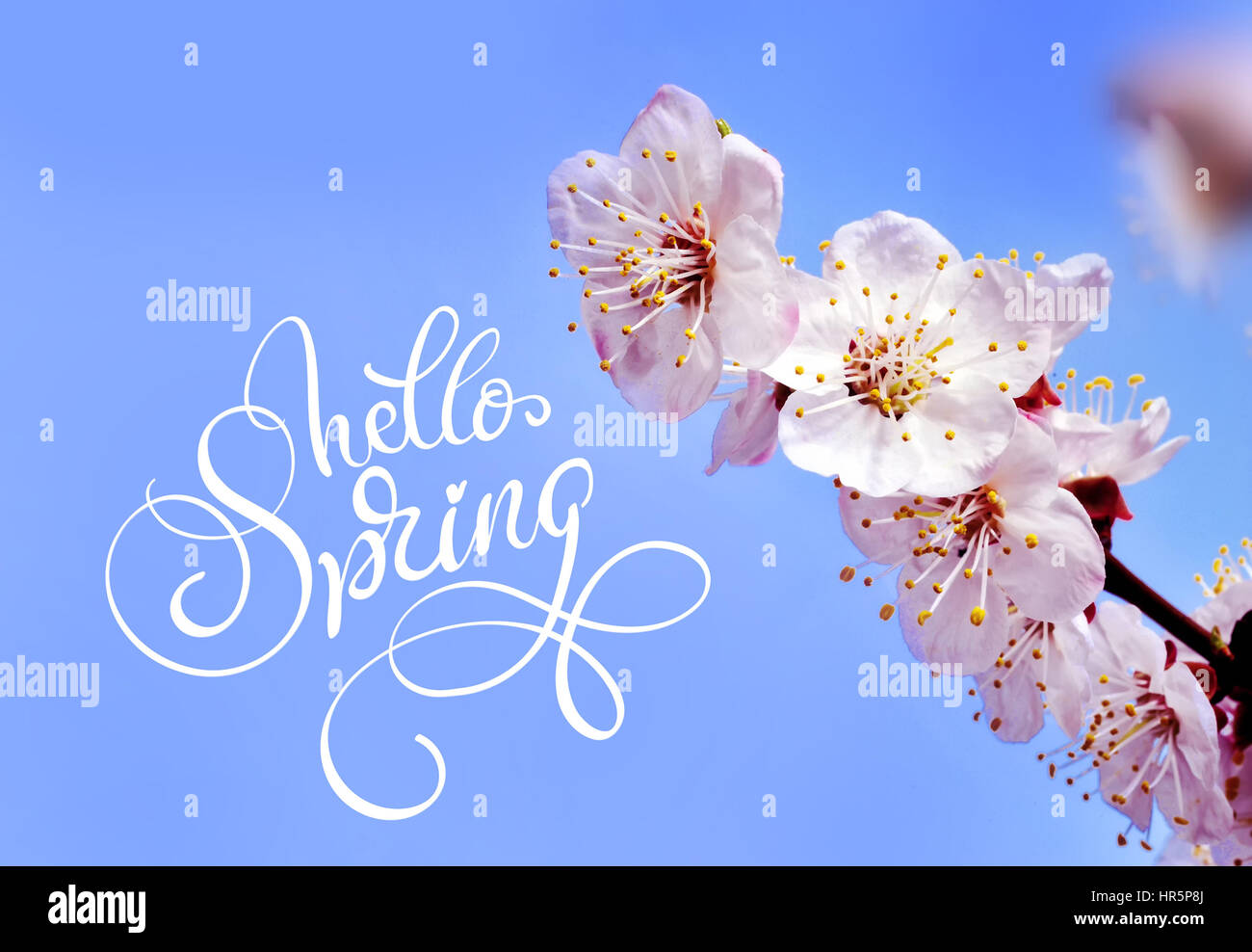Frühling Blumen Rahmen und Text Hallo Frühling. Kalligraphie-Schriftzug. Stockfoto