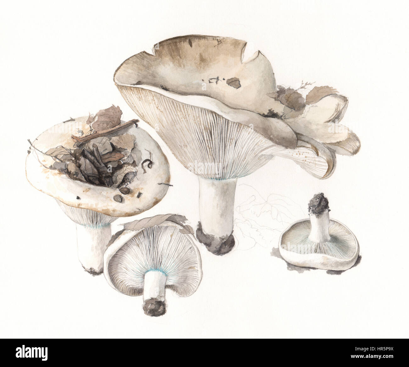 Pilze ubling Brevipes. Handgemaltes Aquarell Abbildung von Waldpilzen im natürlichen Kontext, Wollweiß Hintergrund. Stockfoto