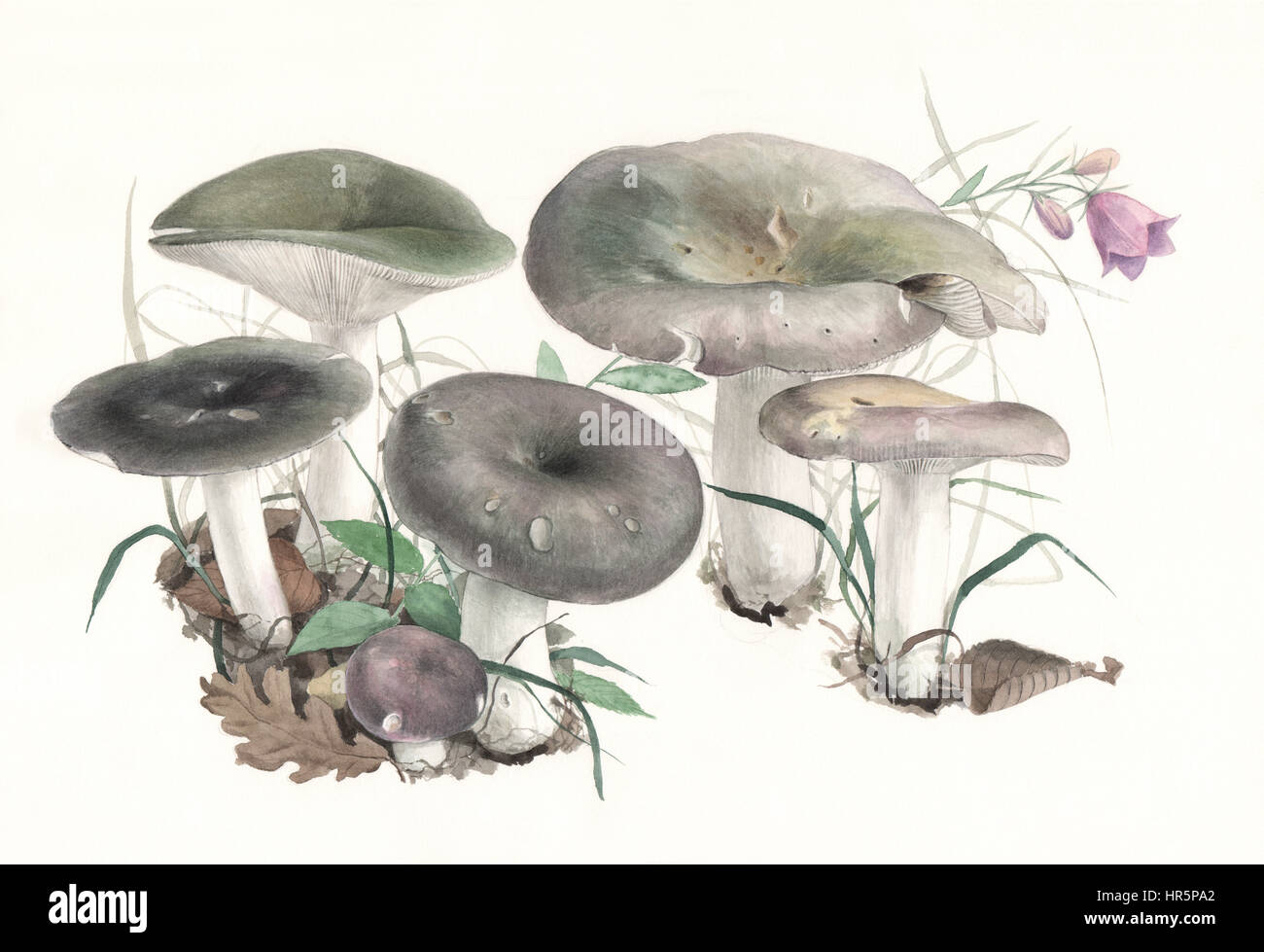 Pilze ubling Cyanoxantha. Handgemaltes Aquarell Abbildung von Waldpilzen im natürlichen Kontext, Wollweiß Hintergrund. Stockfoto