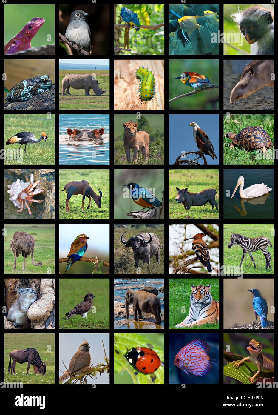 Collage aus der Set inklusive 35 verschiedene Tiere Stockfoto