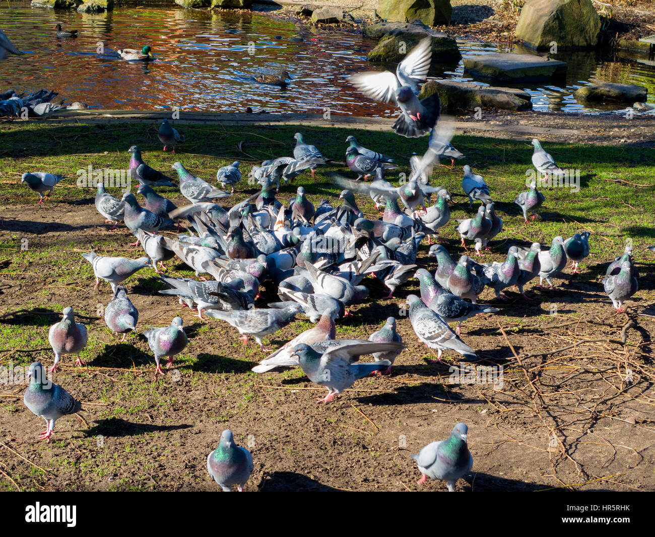 Tauben füttern in Queens Park Loughborough Leicestershire UK Stockfoto