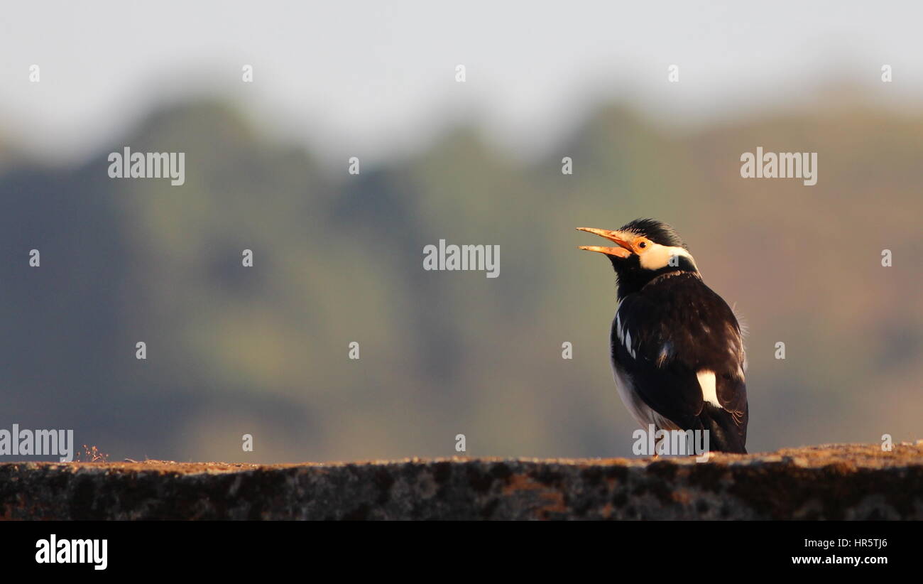 Vögel des indischen Subkontinents - Lets fly away mit schönen & lebendige Arten der Welt... Stockfoto