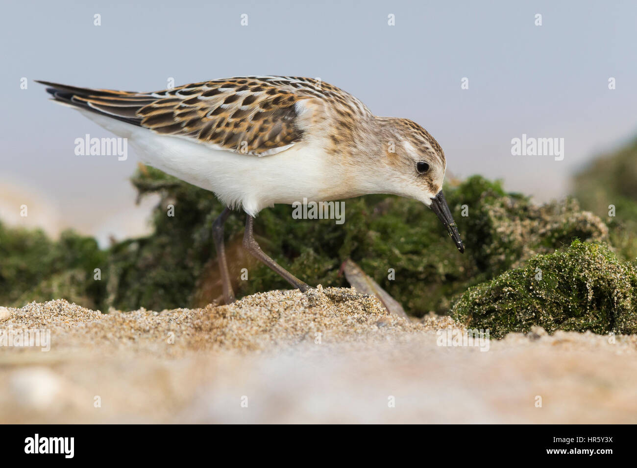 Zwergstrandläufer (Calidris Minuta), juvenile Fütterung auf dem Boden Stockfoto