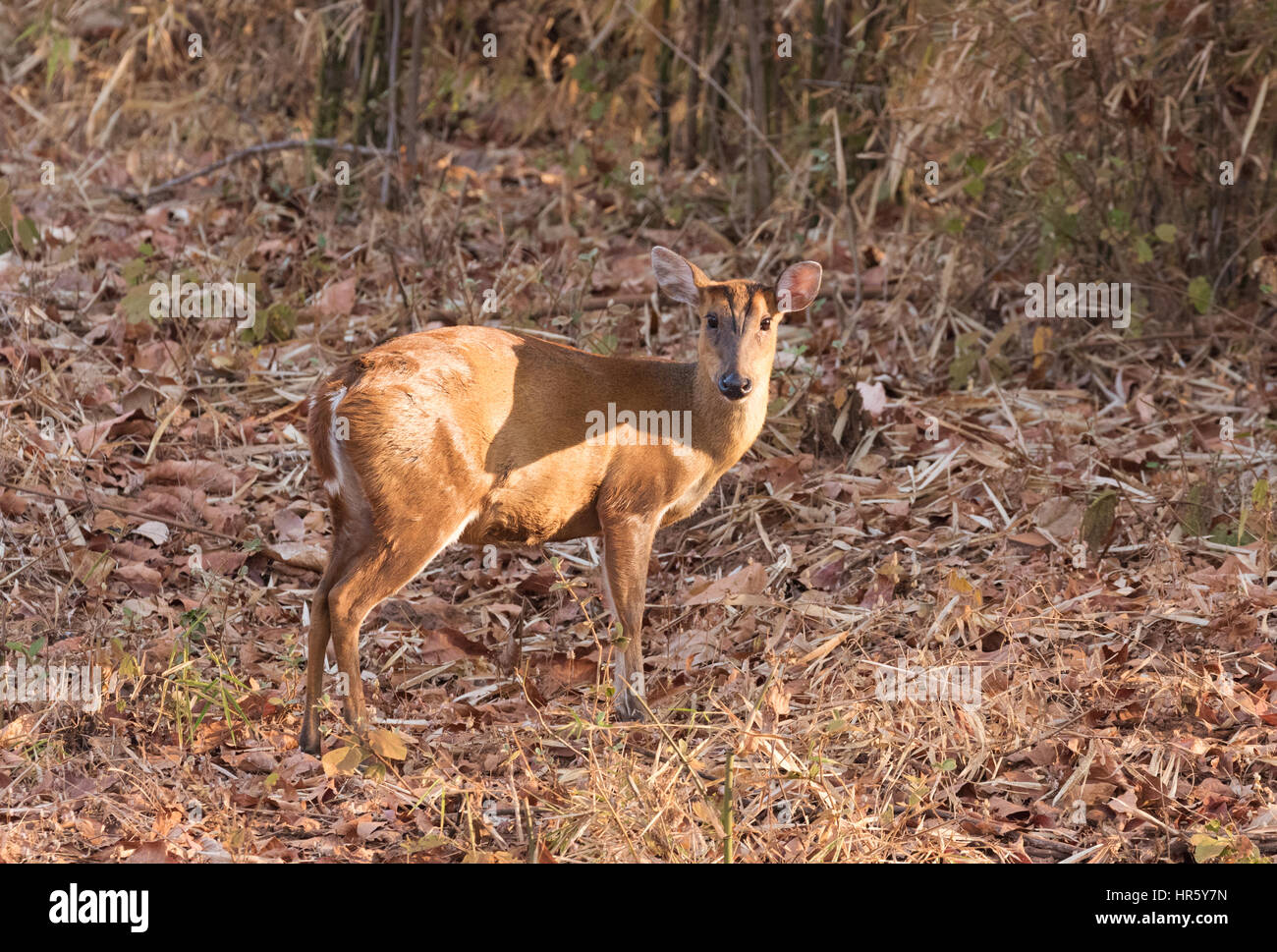 Erwachsene weibliche Barking Deer, - bekannt als indischer Muntjak oder rot Muntjak - Muntiacus Muntjak, Tadoba Nationalpark, Indien Asien Stockfoto