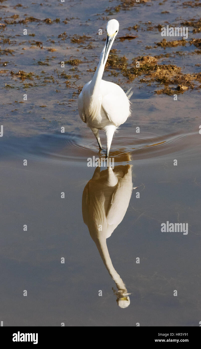 Silberreiher (Ardea Alba), auch bekannt als gemeinsame Egret, stehend im Wasser, Tadoba See Tadoba Nationalpark, Bundesstaat Maharashtra, Indien Asien Stockfoto