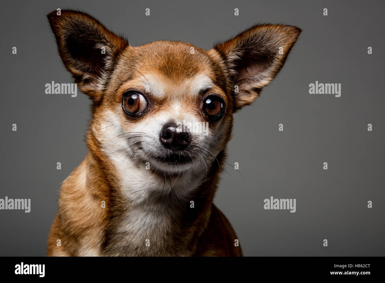 Close-up Portrait eine hellbraune Chihuahua Lächeln auf den Lippen und suchen vor der Kamera. Stockfoto