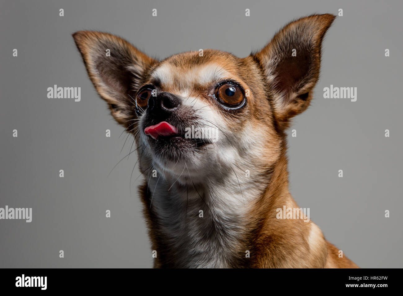 Studio-Porträt von einem hellbraunen Chihuahua mit seiner Zunge heraus, behandelt zu erbetteln. Stockfoto
