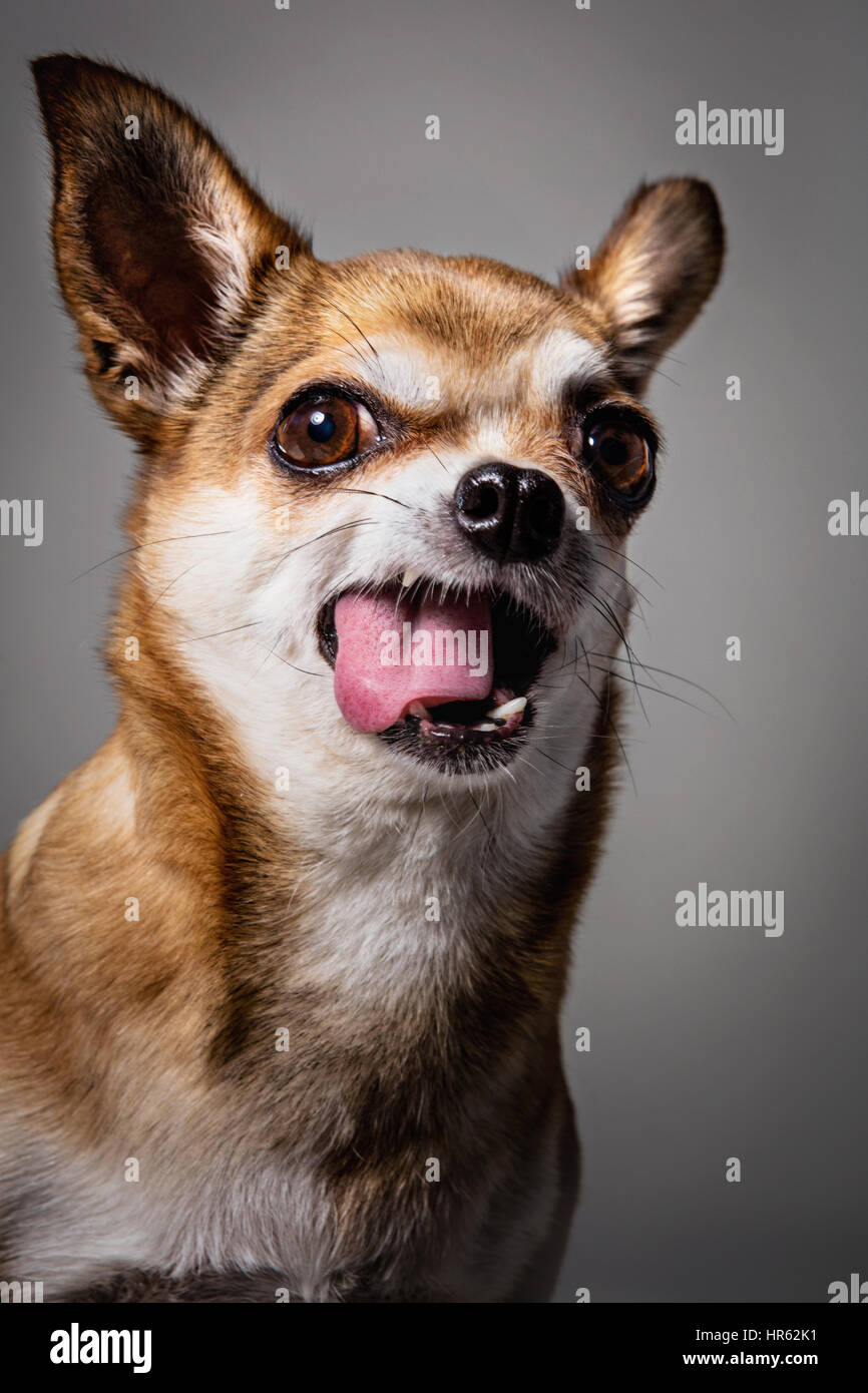 Studio-Porträt von beige-farbigen Chihuahua lachend mit Mund weit offen. Stockfoto