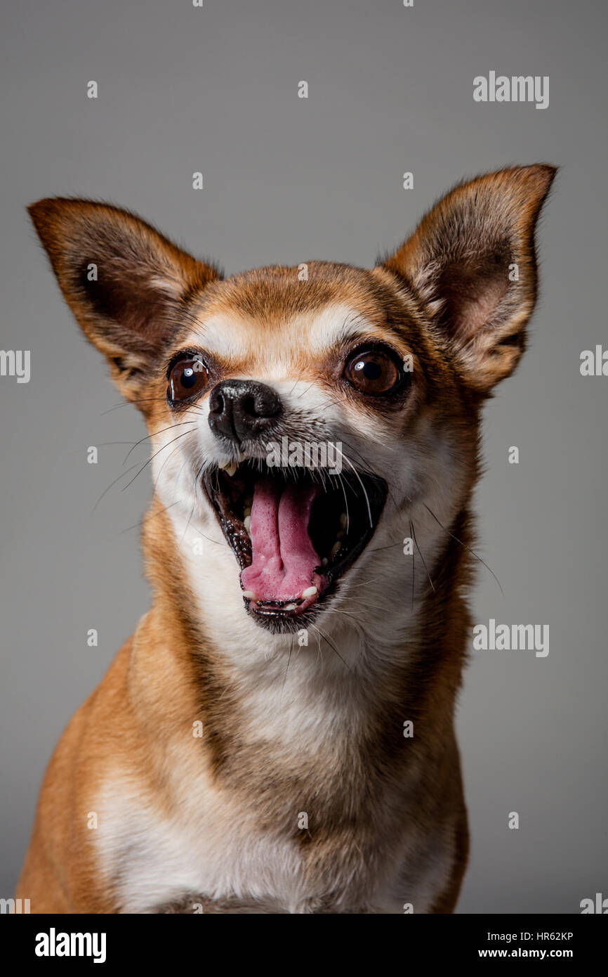 Studio-Porträt von beige-farbigen Chihuahua lachend mit Mund weit offen. Stockfoto