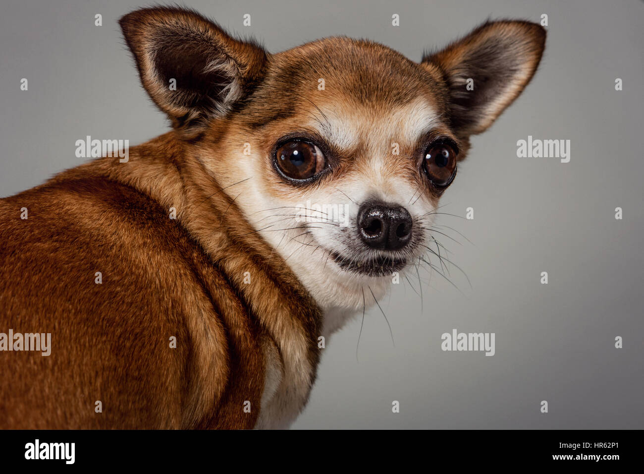 Studio-Porträt einer beige-farbigen Chihuahua über seine Schulter mit einem Lächeln. Stockfoto