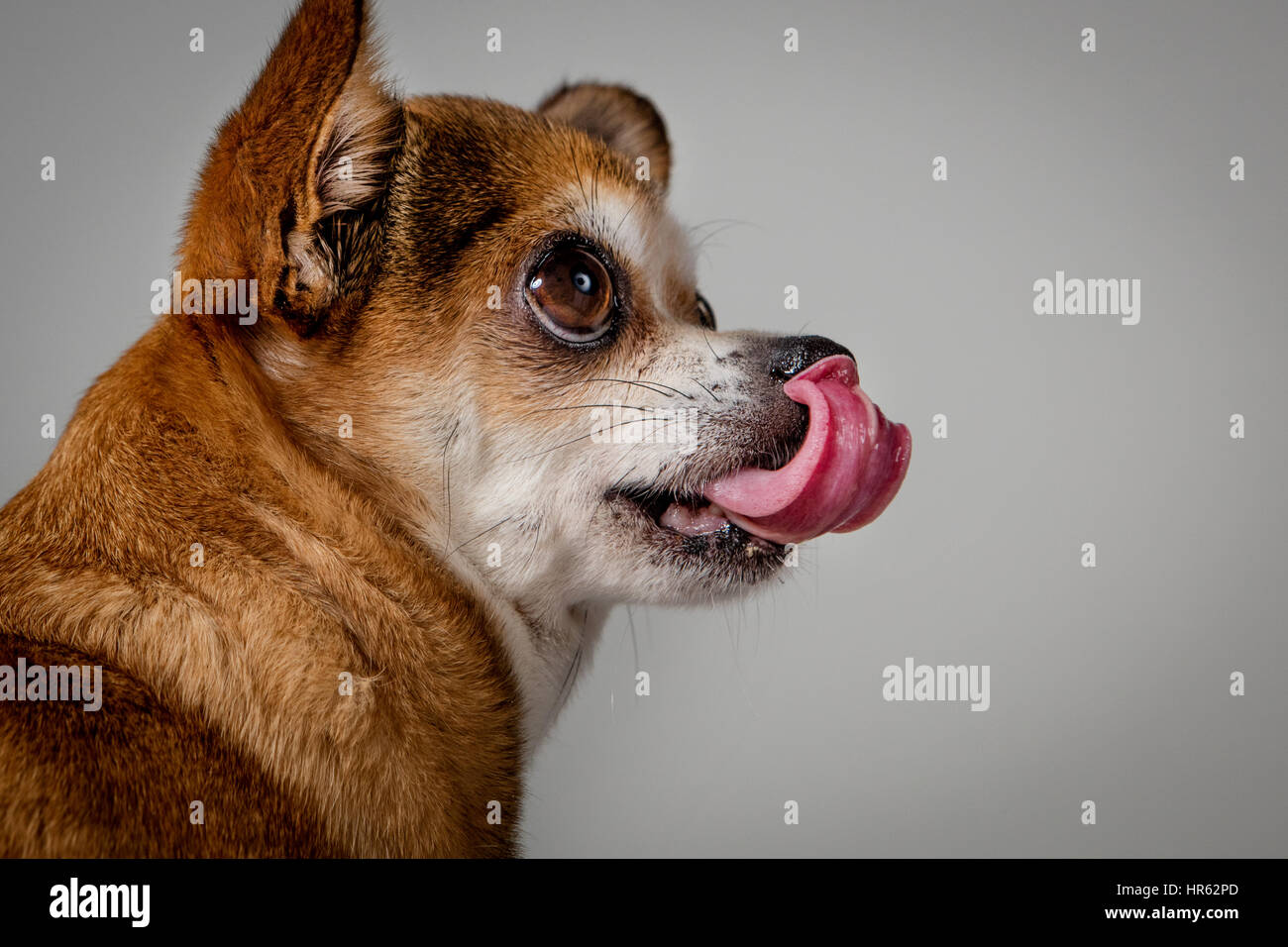 Studio-Porträt von einem Chihuahua, Blick nach oben beim lecken ihre Koteletts. Stockfoto