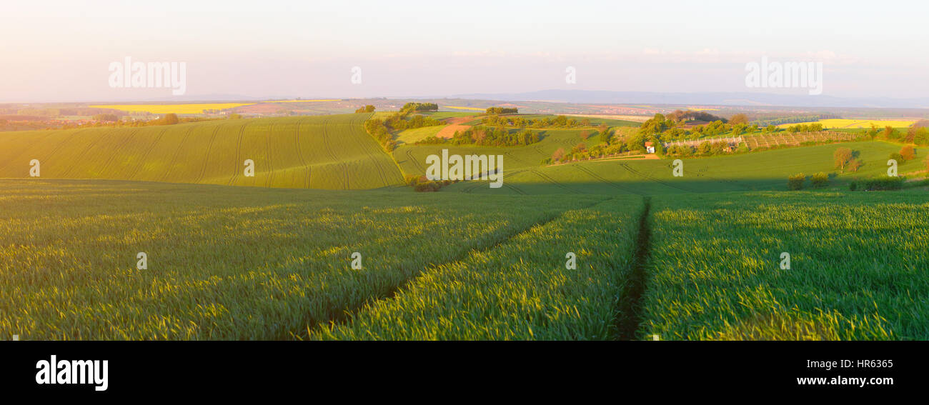 Grünes Weizenfeld in der Abend Sonne. Sommerlandschaft der grünen Wiese am Abend. Sommer landwirtschaftlichen Hintergrund. Stockfoto
