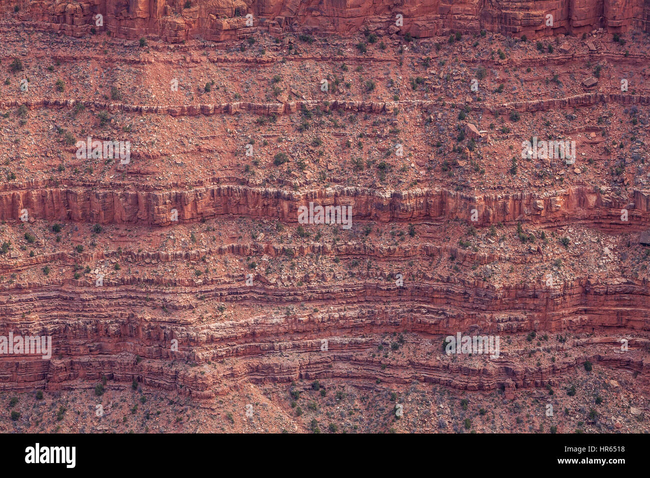 Ein Detail einer Felswand und seine Klippe Bands, eine Nahaufnahme von eine Yucca Pflanze, Grand Canyon South Rim, Grand Canyon National Park, Arizona, USA. Stockfoto