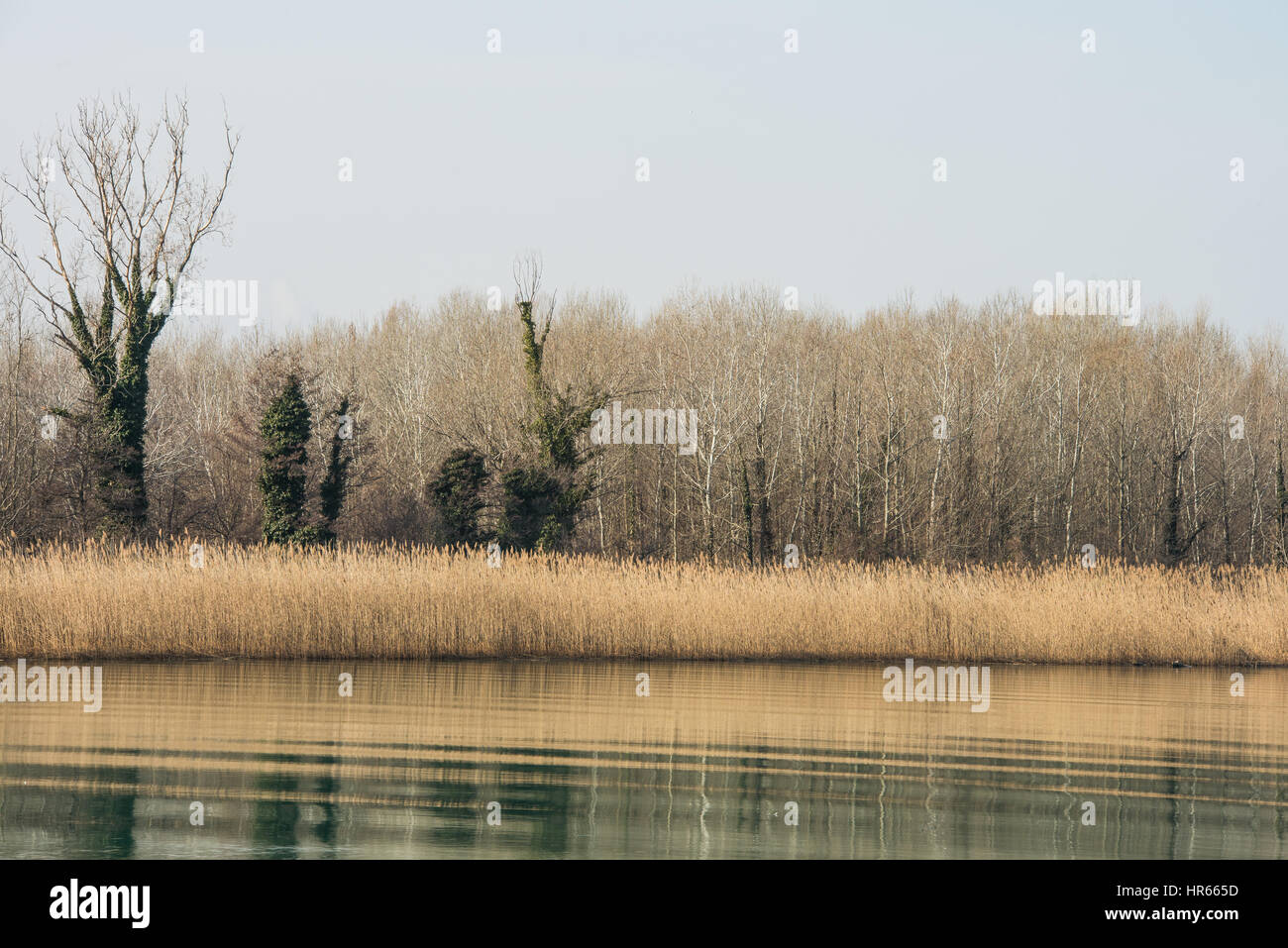 schöne Naturschutzgebiet Park des Flusses Isonzo in Italien Stockfoto