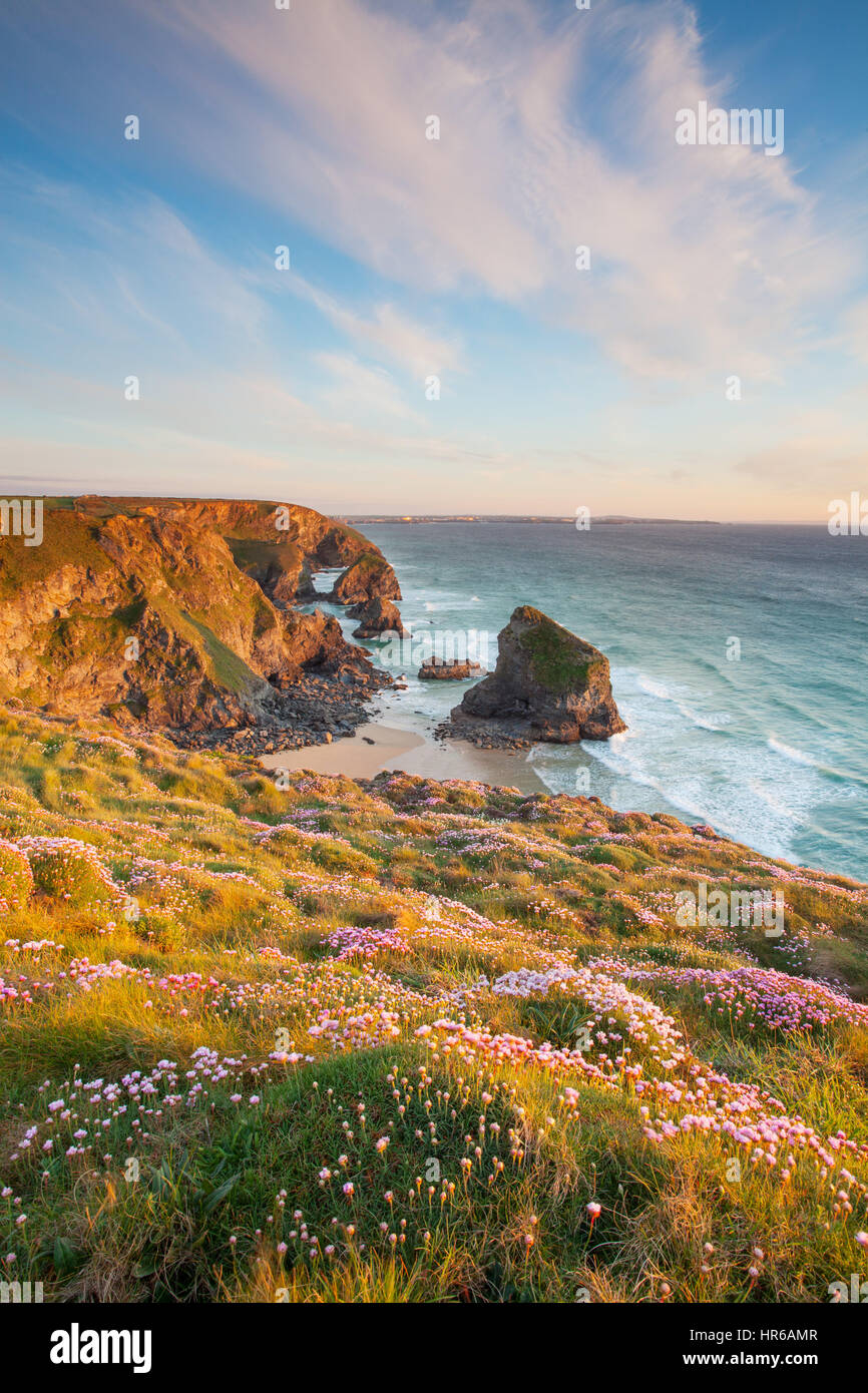 Während Frühling Wildblumen wie Meer Sparsamkeit Teppich die Klippen von Bedruthan Steps (Carnewas), in der Nähe von Morgan Porth an der kornischen Küste. Stockfoto