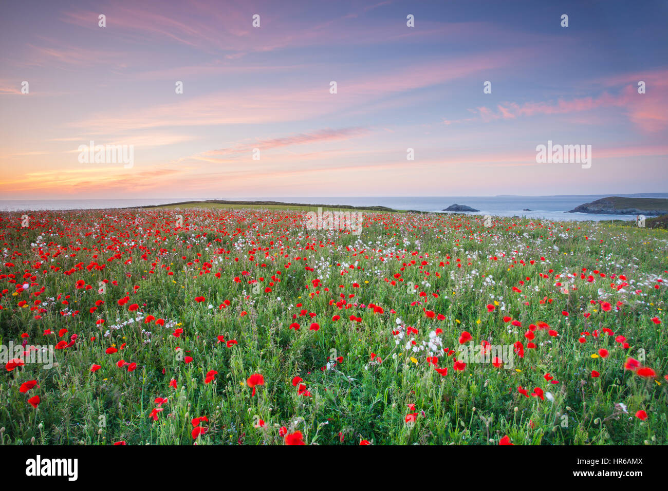 Ein Feld mit Mohnblumen mit Blick auf die Küste bei West pentire Point, crantock in Cornwall. Stockfoto