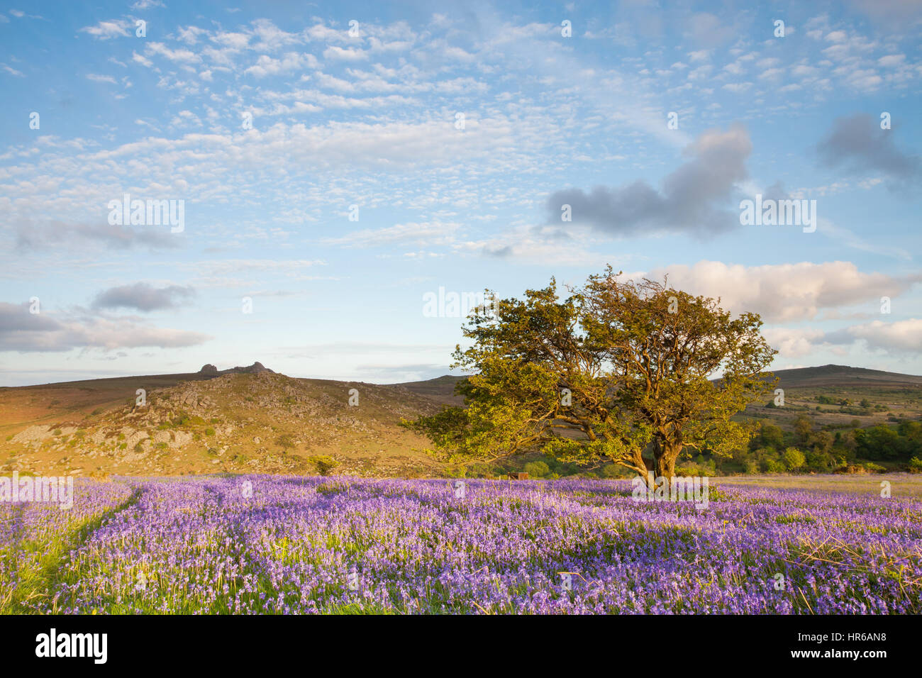Felder der Glockenblumen Blüte am Holwell Rasen, Dartmoor und Blickrichtung Haytor. Stockfoto