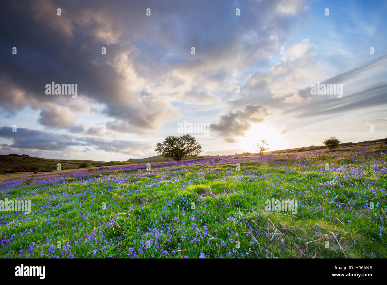 Felder der Glockenblumen Blüte am Holwell Rasen, Dartmoor Stockfoto
