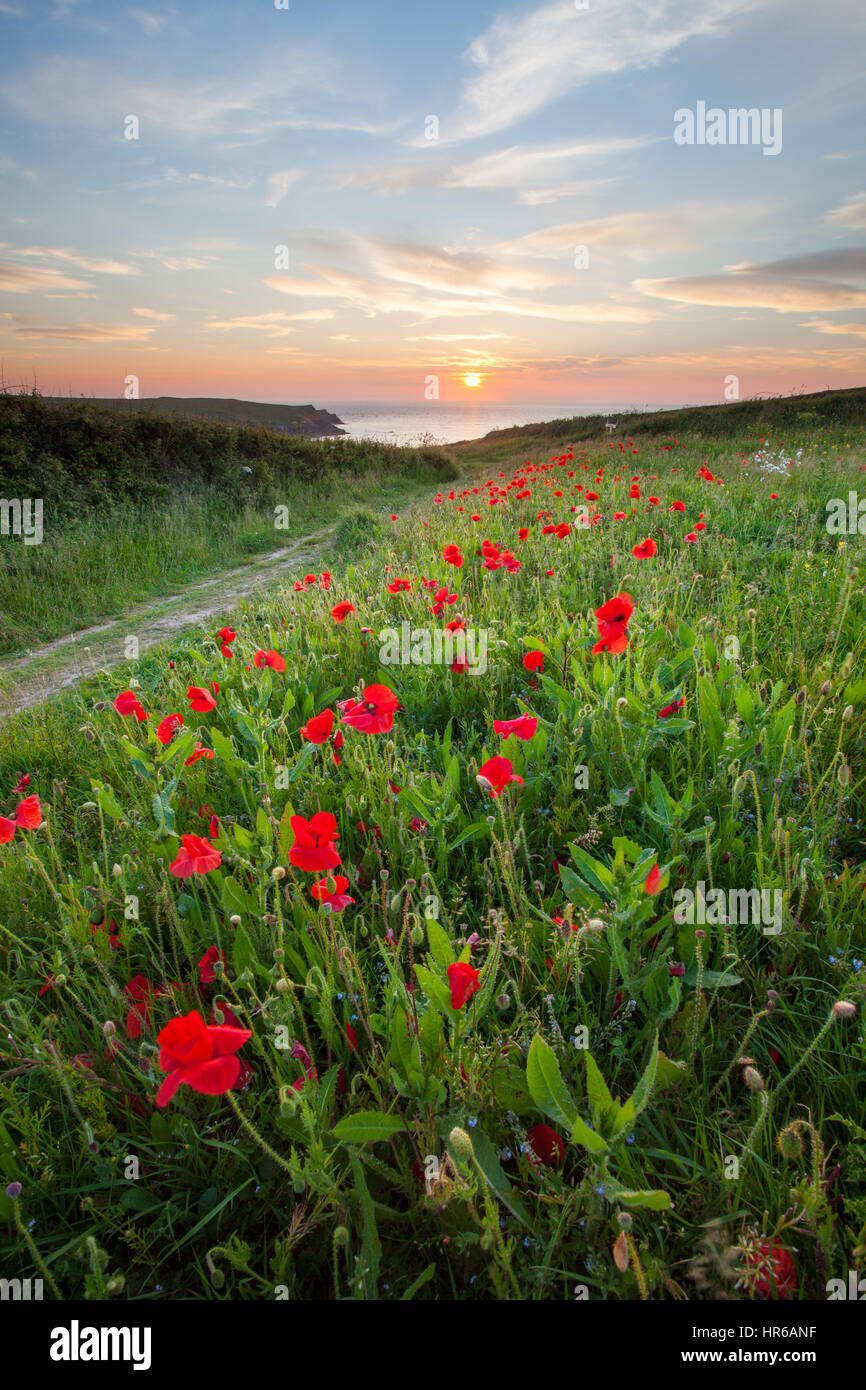 Ein Feld der rote Mohn über' polly Witz" Strand in der Nähe von Crantock, Cornwall am Sonnenuntergang. Stockfoto