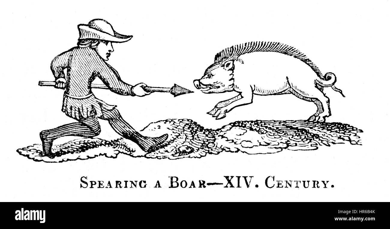 Veranschaulichung der durchbohren ein Wildschwein, das im 14. Jahrhundert in hoher Auflösung aus einem Buch, gedruckt im Jahre 1831 gescannt. Kostenlos copyright geglaubt. Stockfoto