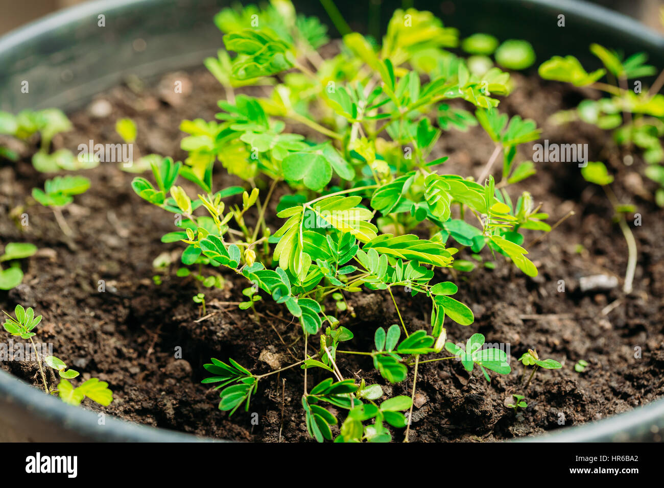 Kleine grüne Sprossen der Mimose wächst aus dem Boden im Topf im Gewächshaus oder Gewächshaus. Mimosa Pudica ist eine zarte Pflanze, verschlafene Pflanze, Dormilones, Stockfoto